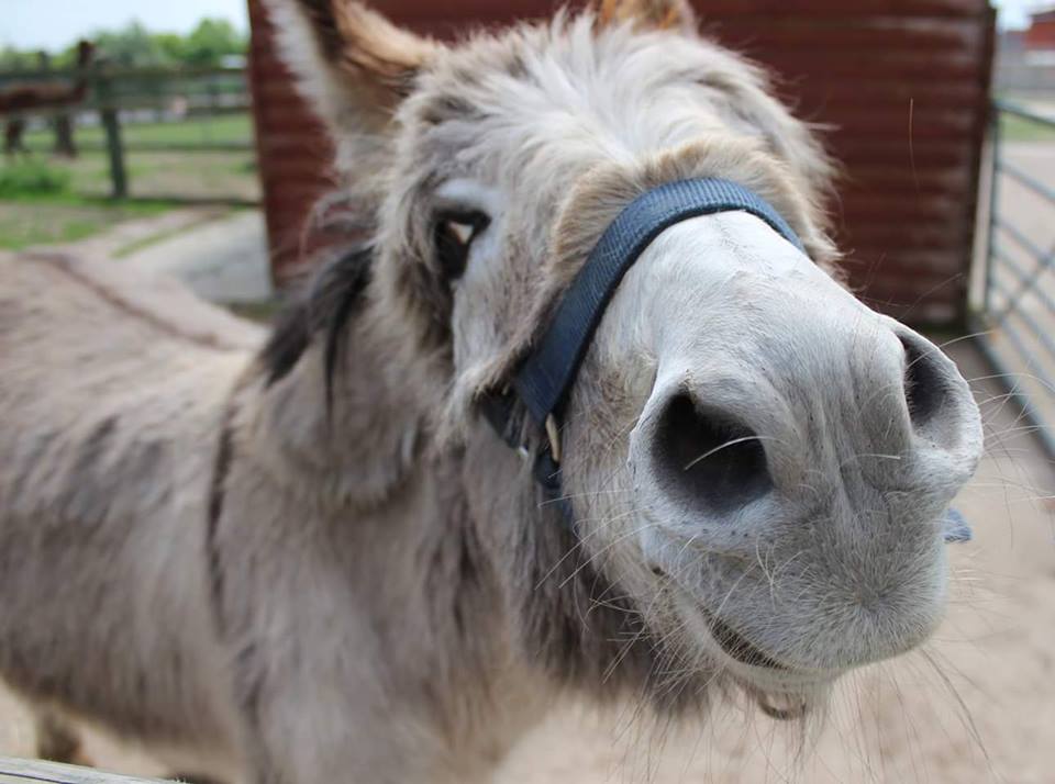 Willow Tree Family Farm Animal Farm Mansfield