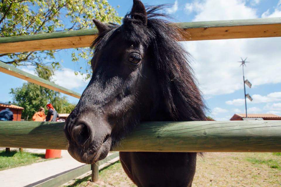 Willow Tree Family Farm Animal Farm Mansfield