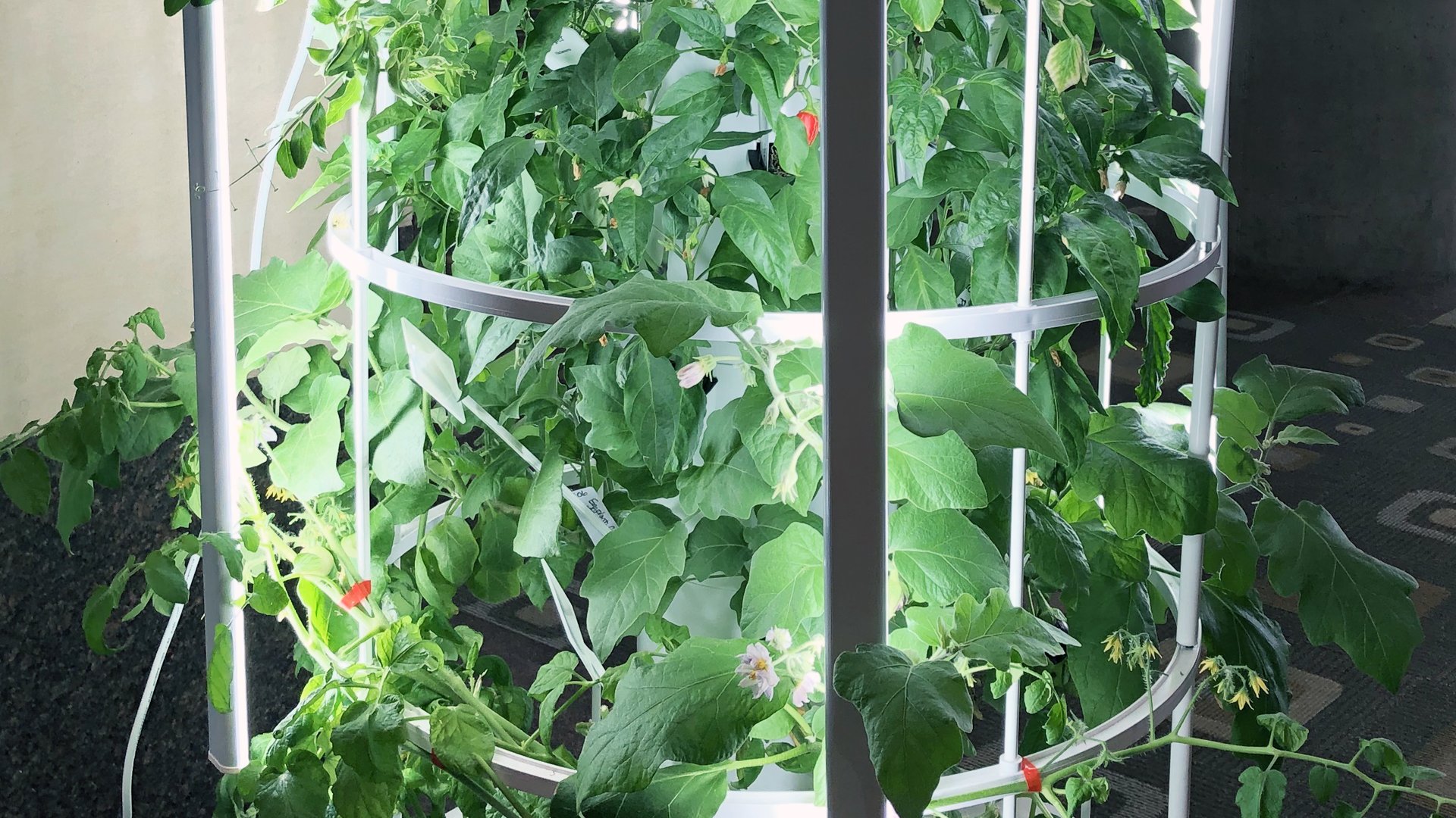 Juice Plus Tower Garden, Whole Food Nutrition on the Go