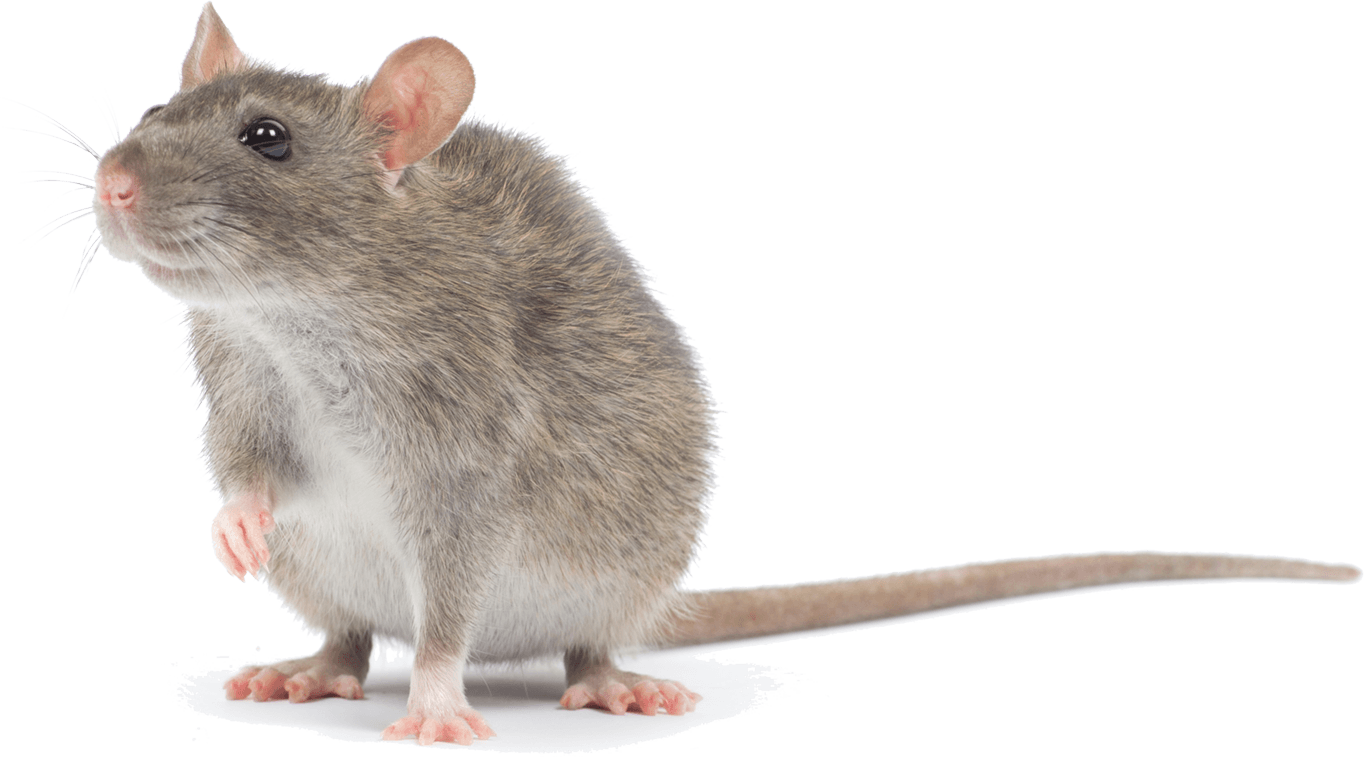 Contact | Webb's Pest Control | Rodents, Termites, Cockroaches