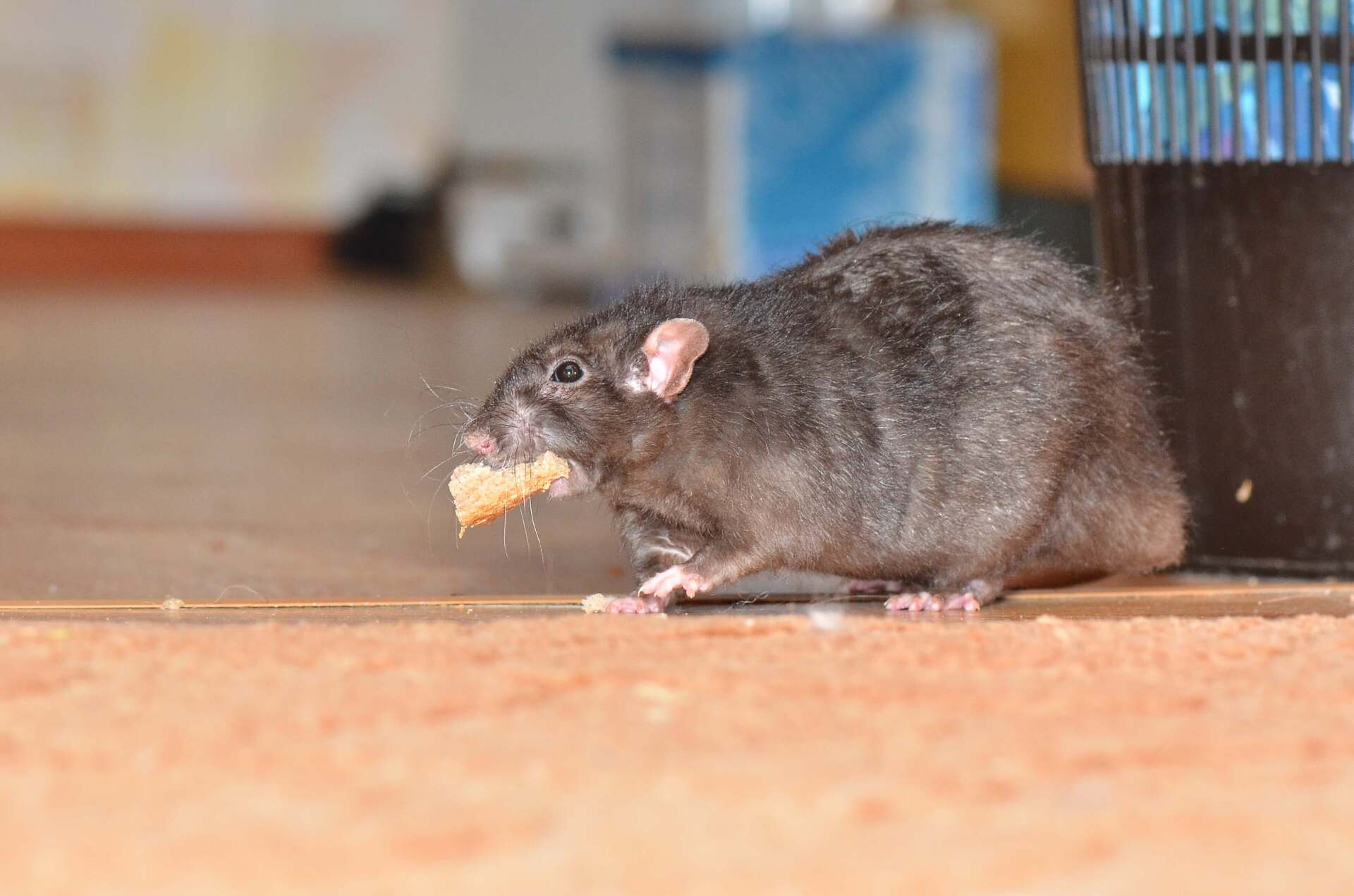 Rodent Control | Elgin, SC | Bug Master