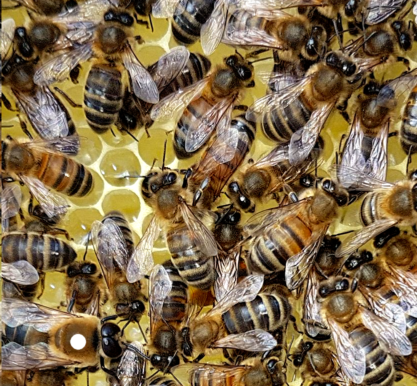 Bee Control Shenley 07739207333 Pest Mortem Pest Control