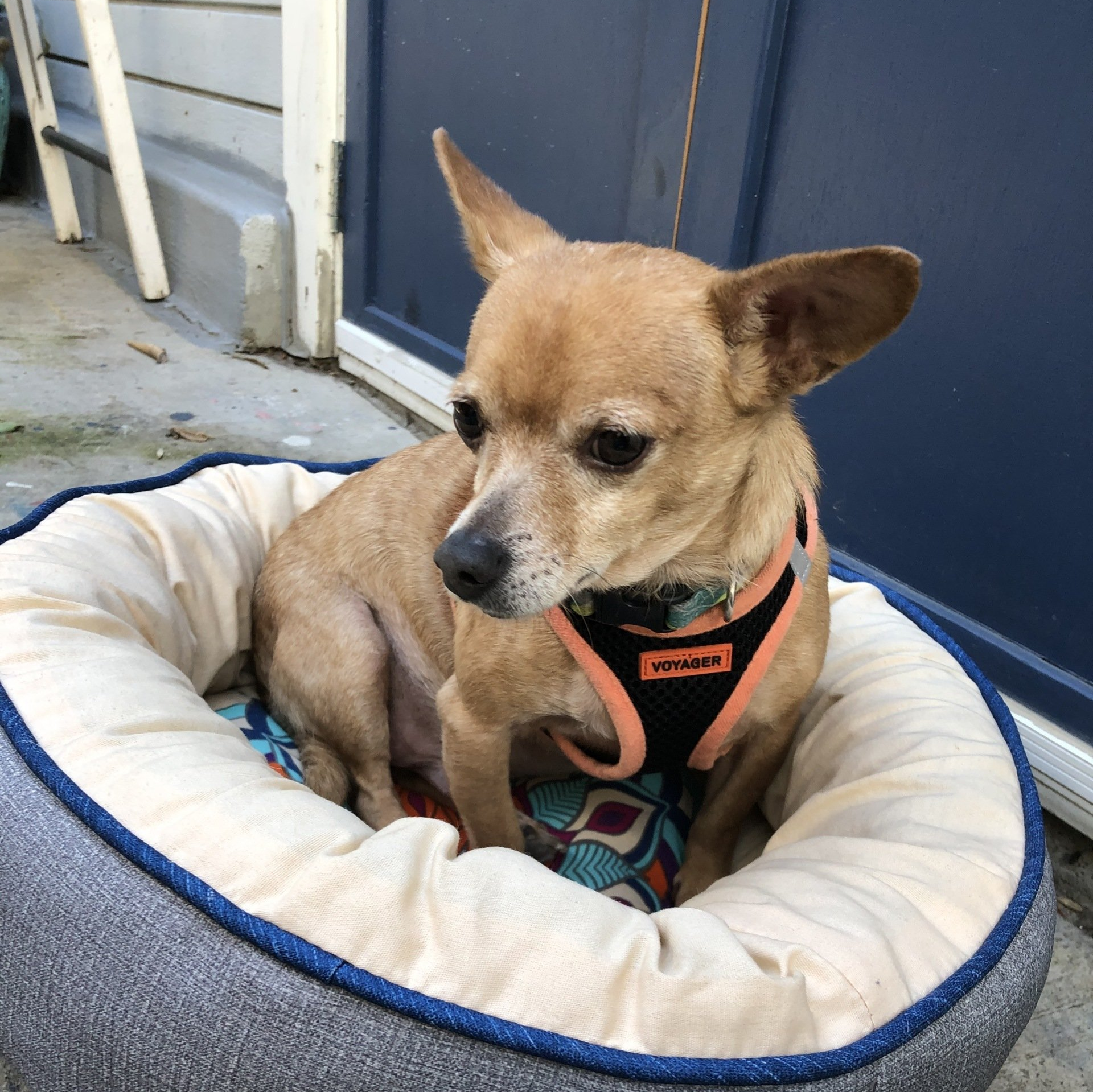 MaeDay Rescue Los Angeles Dog Rescue