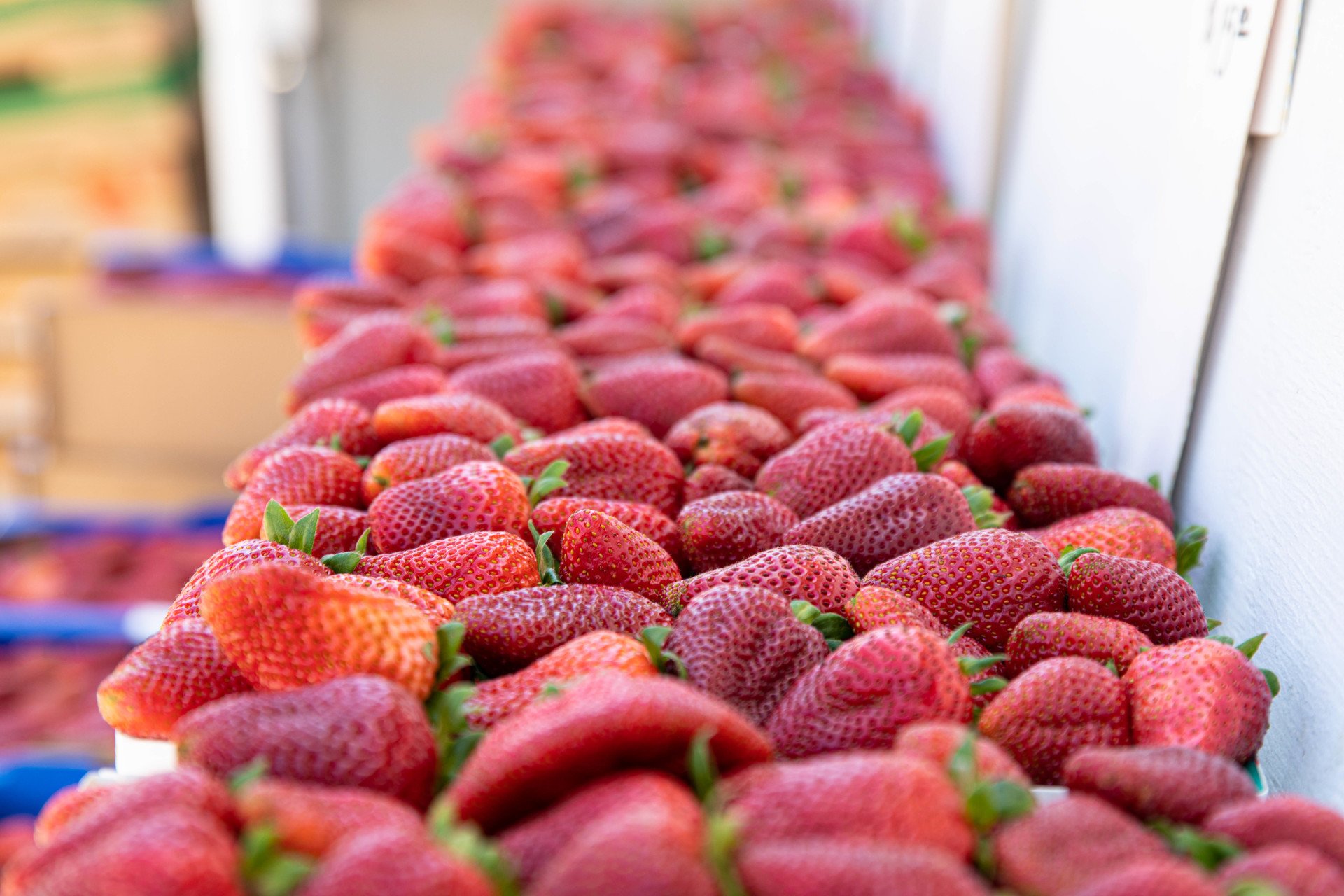 Shop Produce Carlsbad Strawberry Company