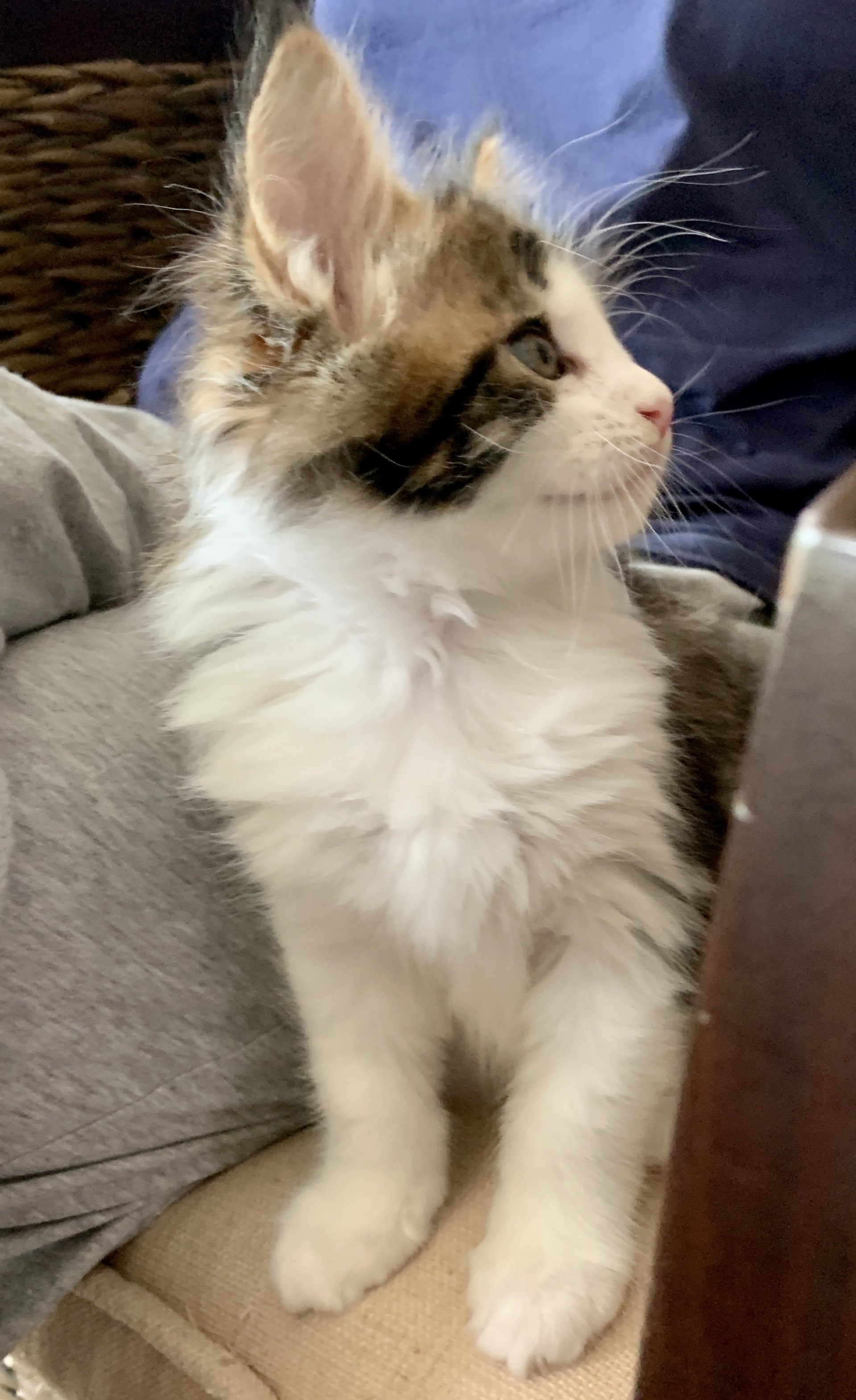 Maine Coon Breeders Las Vegas - a616dql