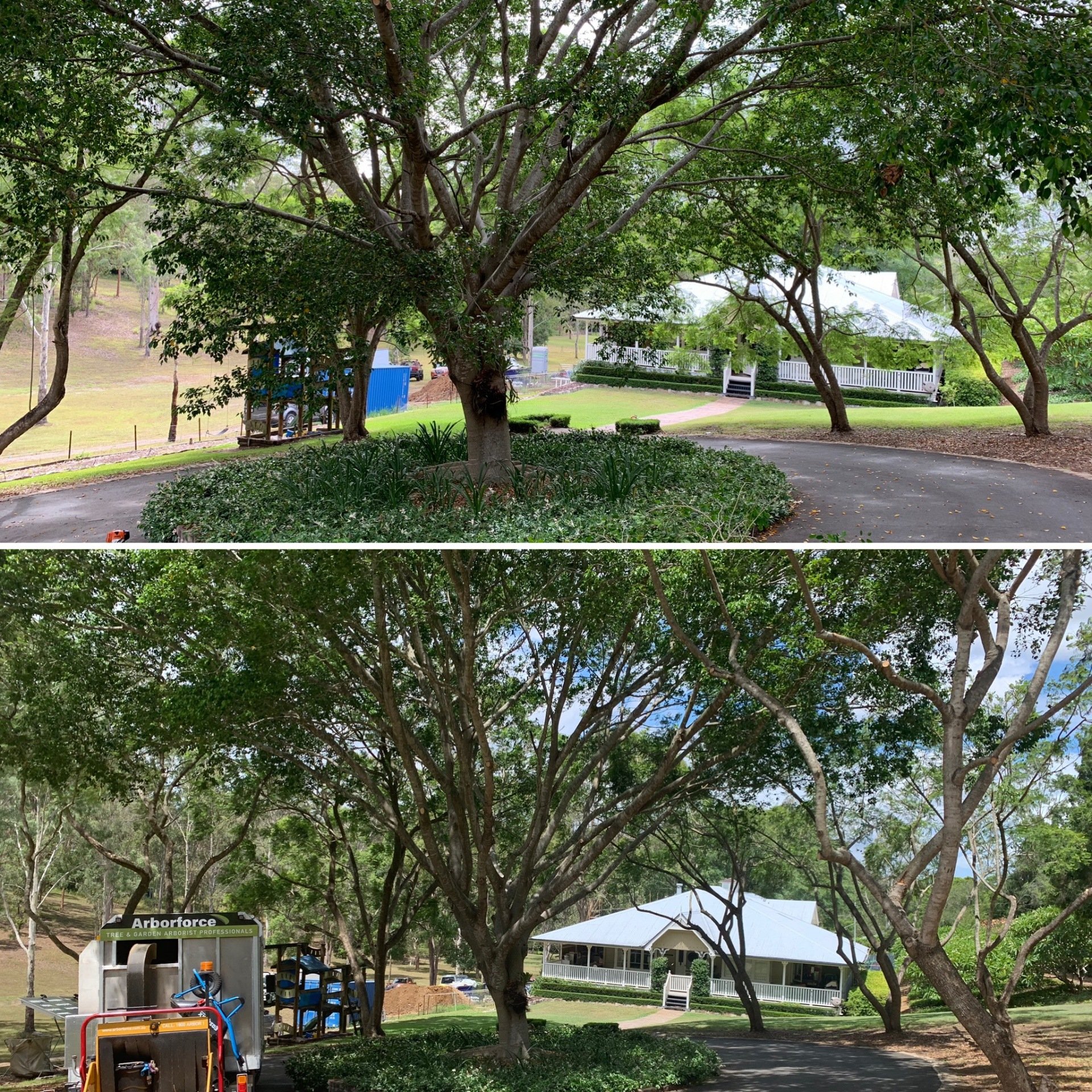 Arborist Work in Brisbane | Arborforce Tree Services