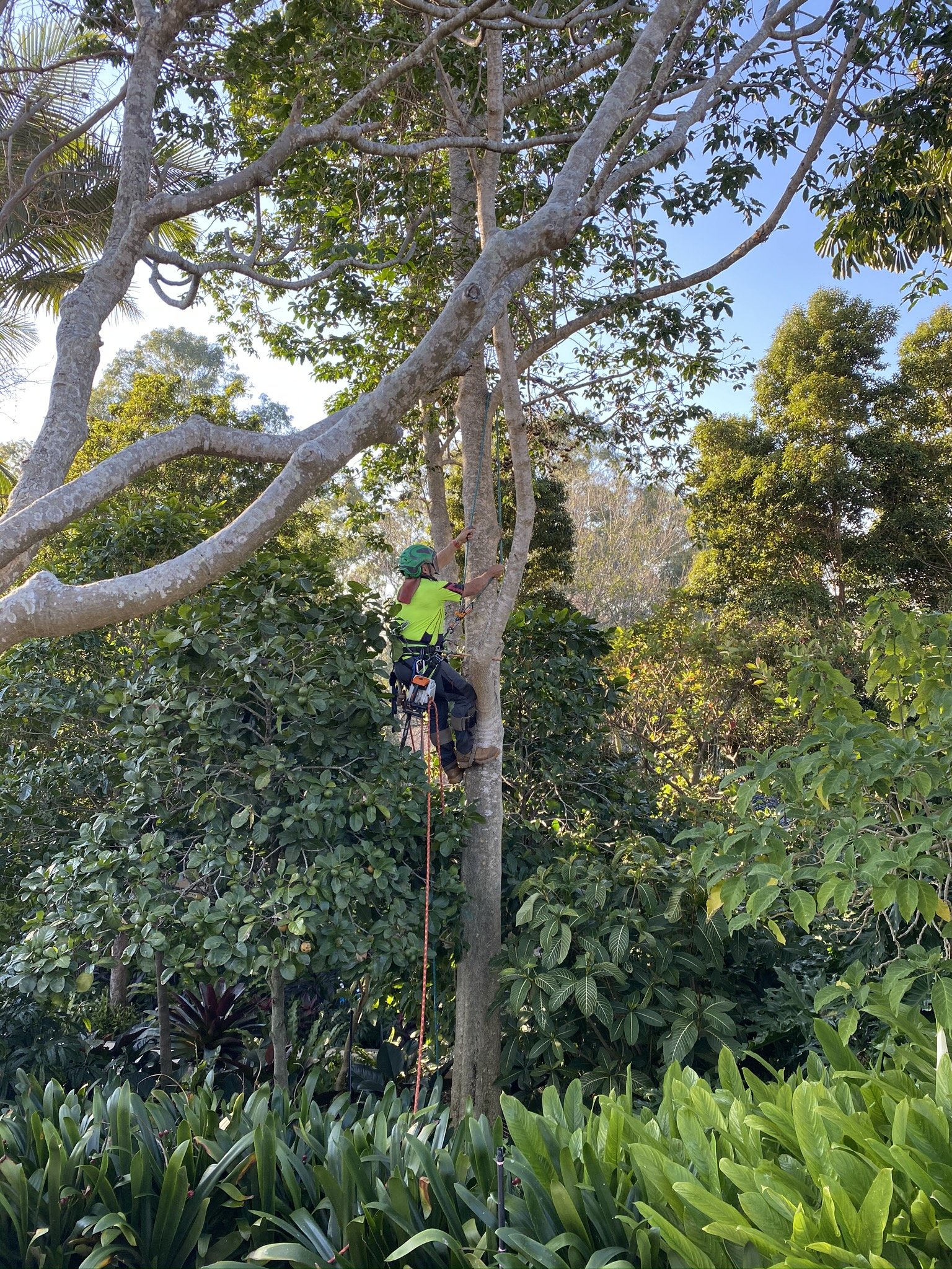 Arborist Work in Brisbane | Arborforce Tree Services