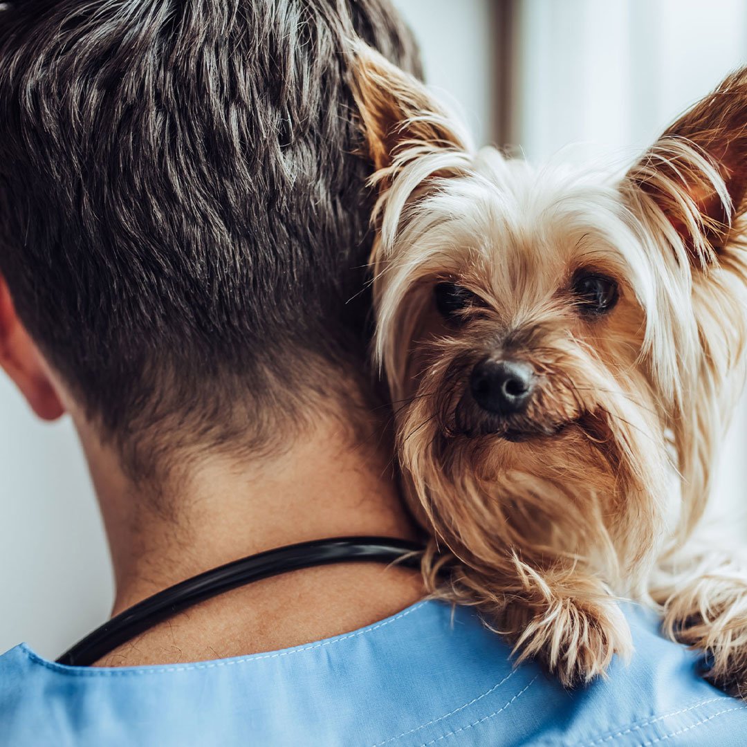 Pine Grove Veterinary Hospital Veterinarian in Orillia