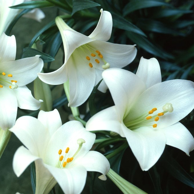 Are you looking for sympathy flowers in Welshpool? Poppy's