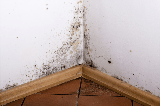 What S The Difference Between Mold And Mildew Mold Outbreak In A Home Restoration 1 Of Central Maryland