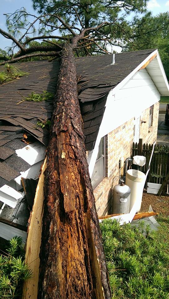 Emergency Tree Removal Jacksonville, FL Shaw�s Tree