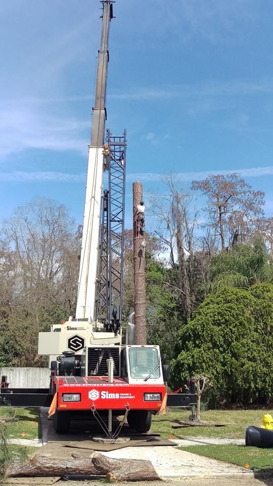 Tree Care Jacksonville, FL Shaw�s Tree Service, LLC