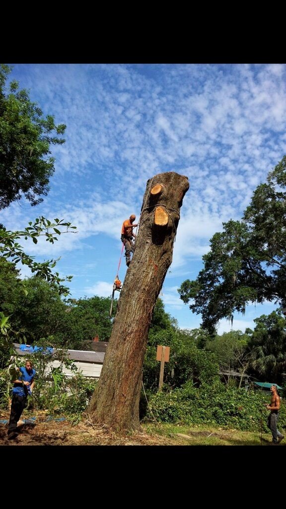 Tree Care Jacksonville, FL Shaw�s Tree Service, LLC