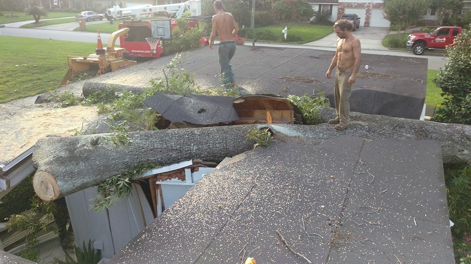 Emergency Tree Removal Jacksonville, FL Shaw�s Tree