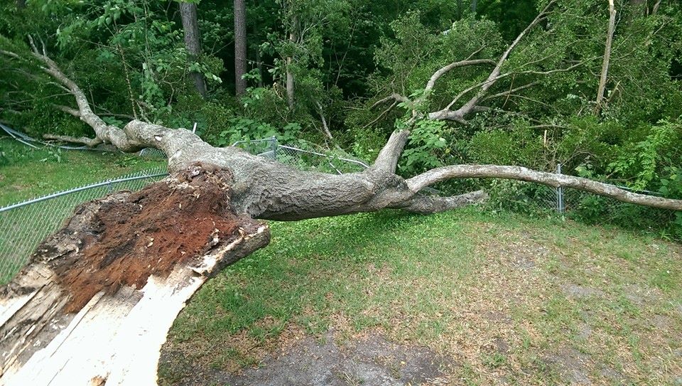 Emergency Tree Removal Jacksonville, FL Shaw�s Tree