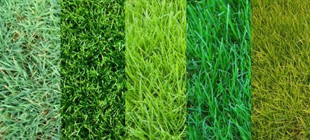 tough turf s tough turf s