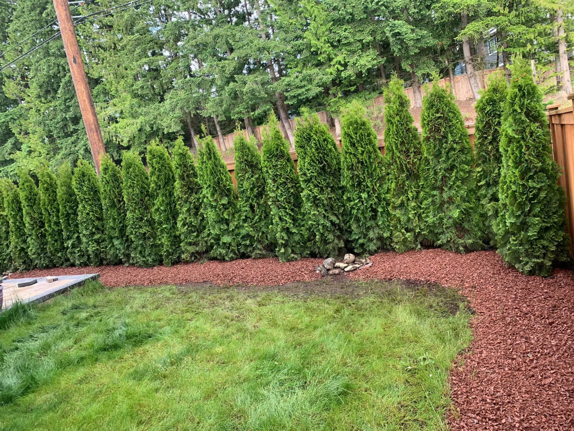 Tree Installations Everett, WA Green Giant Nursery