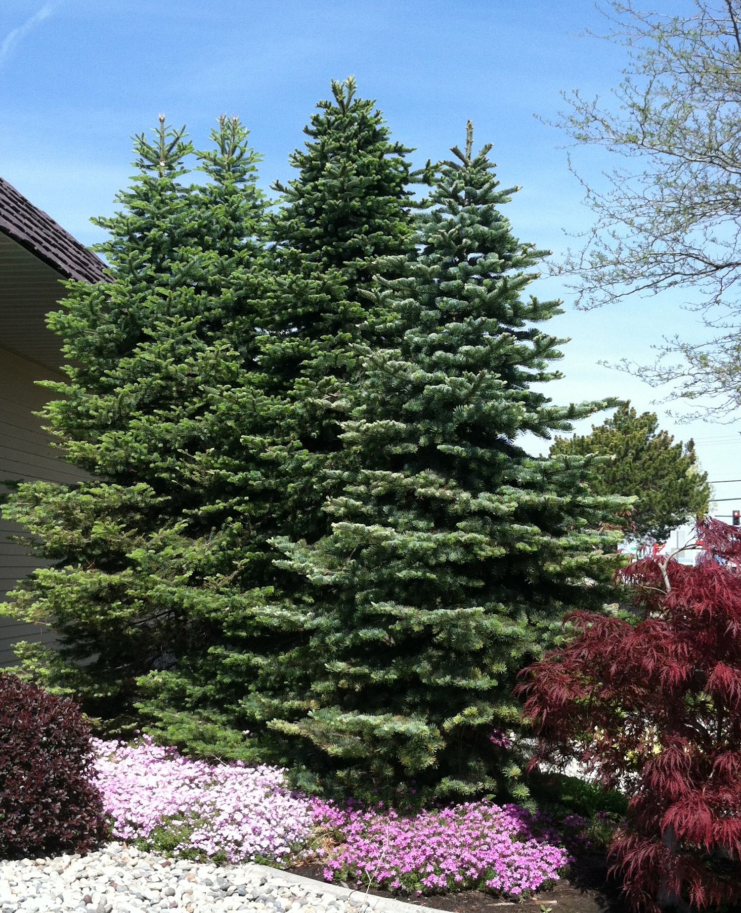 Excelsa Cedar Trees Green Giant Nursery Everett, WA Privacy Tree Specialists