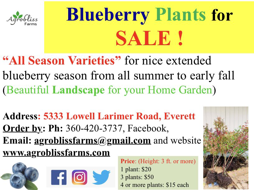 Seattle Nursery Everett, WA Green Giant Nursery