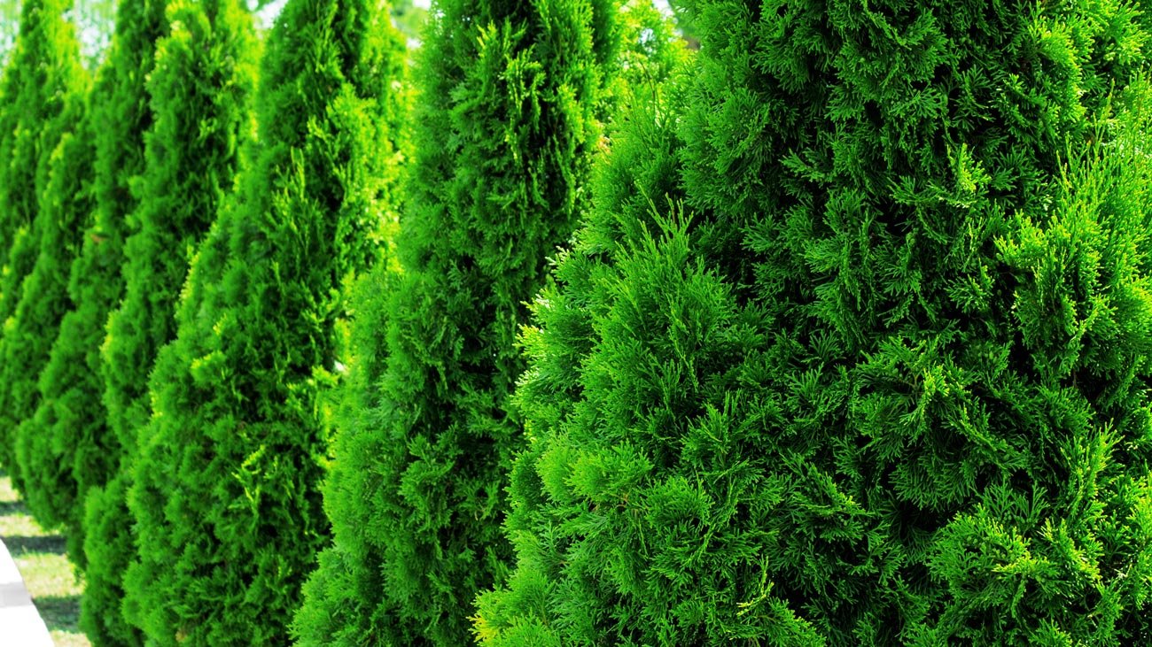 Seattle Nursery Everett, WA Green Giant Nursery