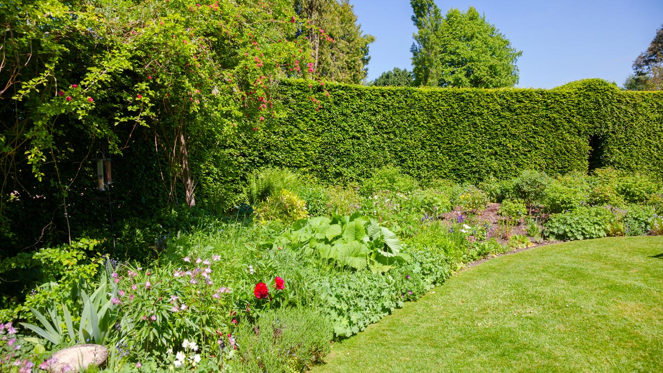 Seattle Nursery Everett, WA Green Giant Nursery