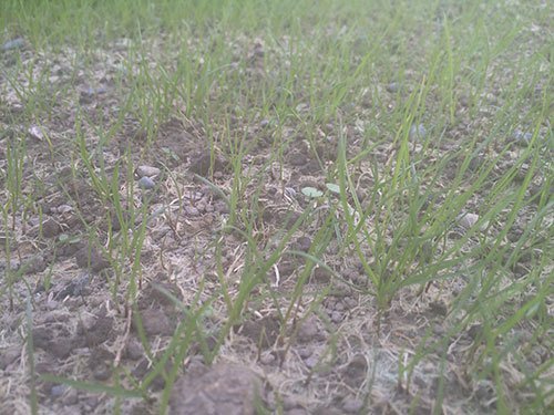 Fresh grass growth after hydro seeding 