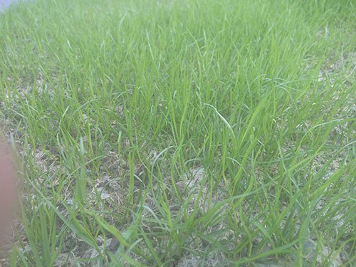 View of greener grass 