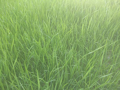 View of greener grass after hydro seeding 