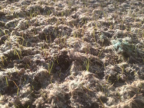 Completed hydro seeding procedure