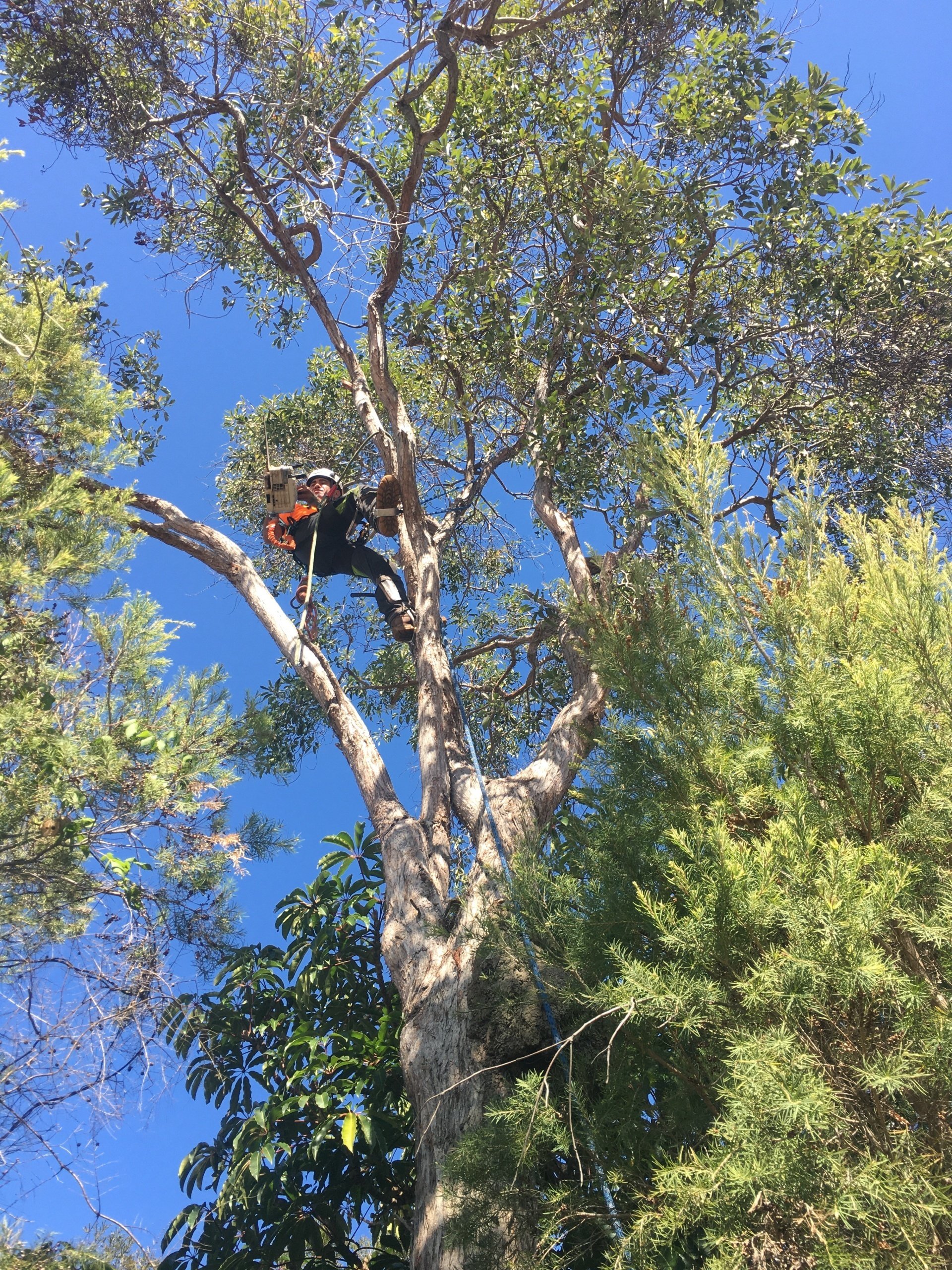 Overhanging Branches Removal Brisbane Same Day Trees & Palms