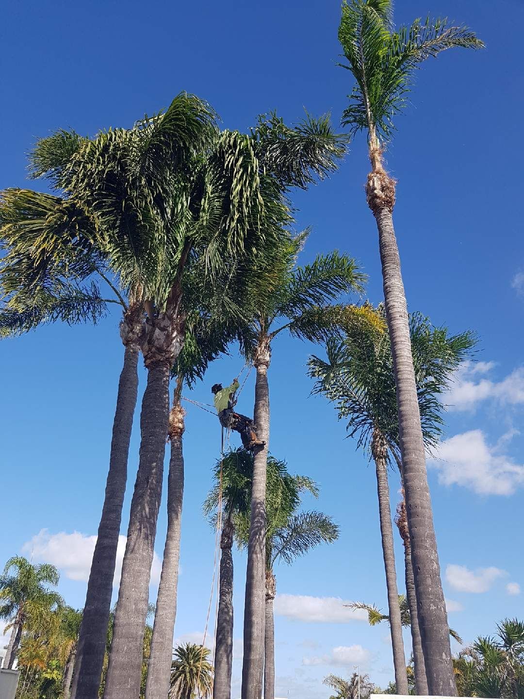 Palm Tree Removal Brisbane Same Day Trees & Palms