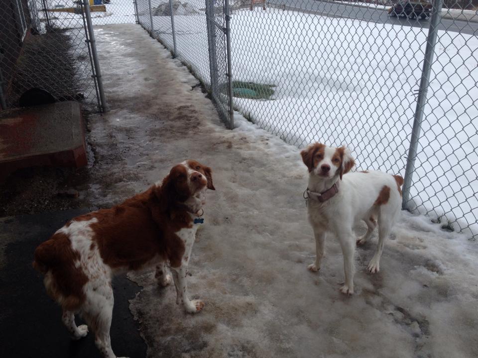 Overnight Dog Boarding Lyndonville Vermont Kingdom Canine Center VT