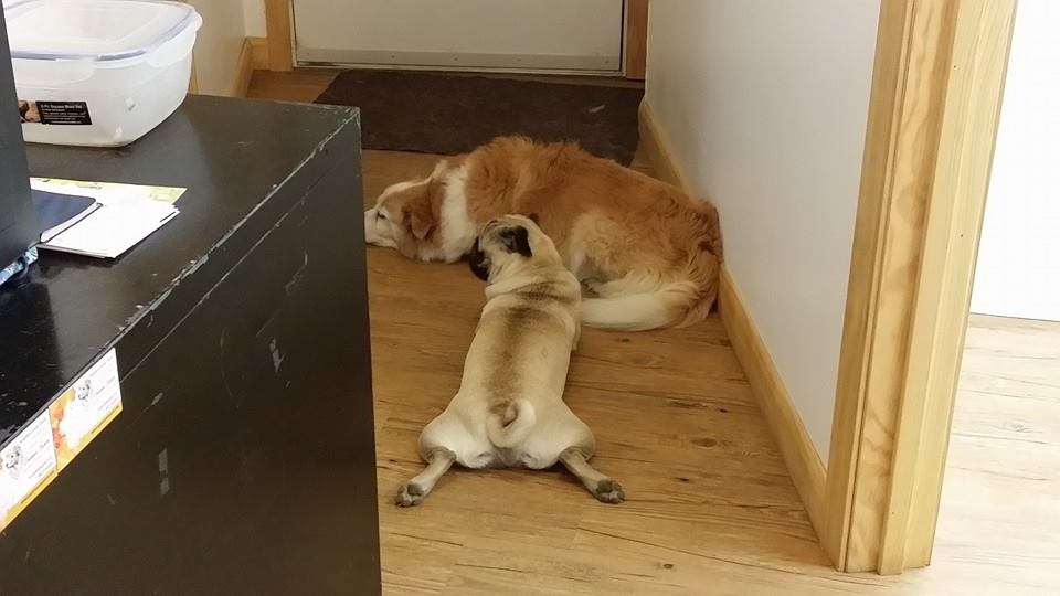 Overnight Dog Boarding Lyndonville Vermont Kingdom Canine Center VT