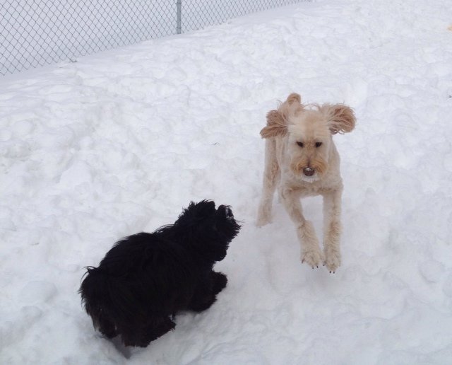 Overnight Dog Boarding Lyndonville Vermont Kingdom Canine Center VT