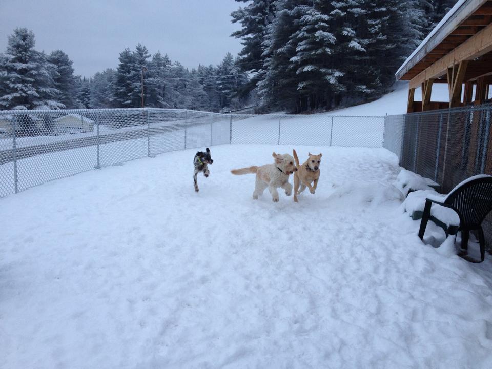 Overnight Dog Boarding Lyndonville Vermont Kingdom Canine Center VT