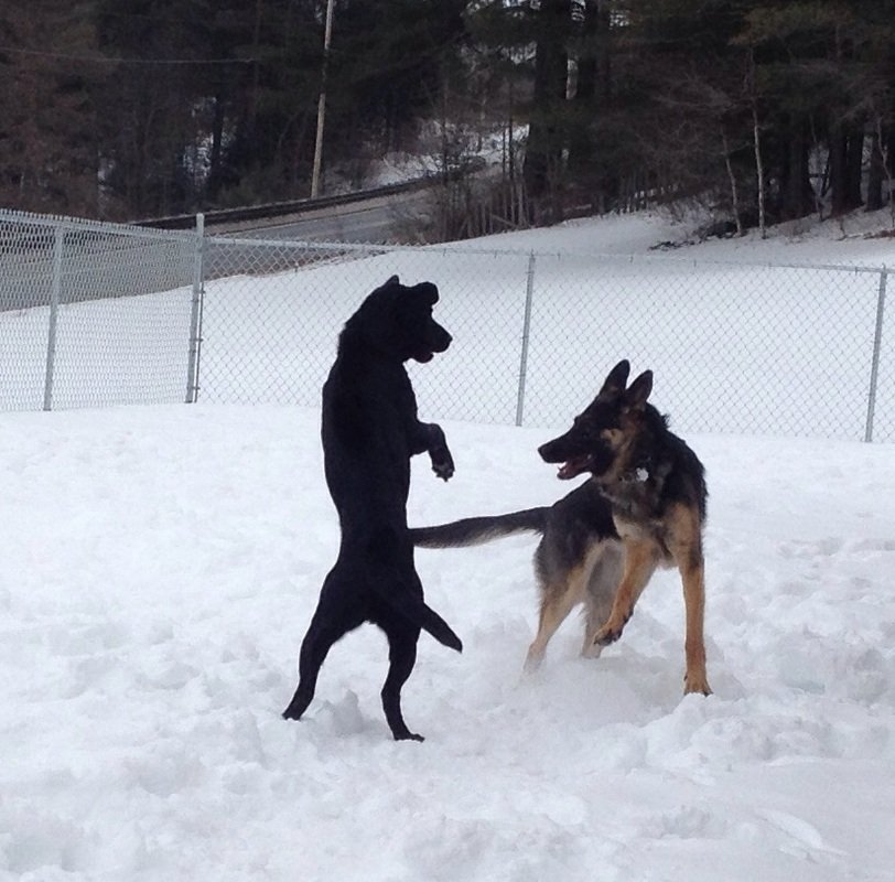 Overnight Dog Boarding Lyndonville Vermont Kingdom Canine Center VT