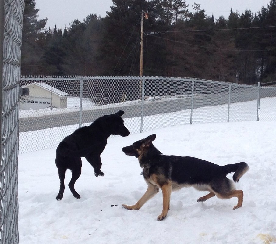 Dog Training Classes VT Dog Boarding VT Pet Grooming Lyndonville