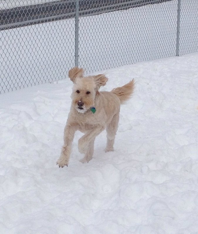 Overnight Dog Boarding Lyndonville Vermont Kingdom Canine Center VT