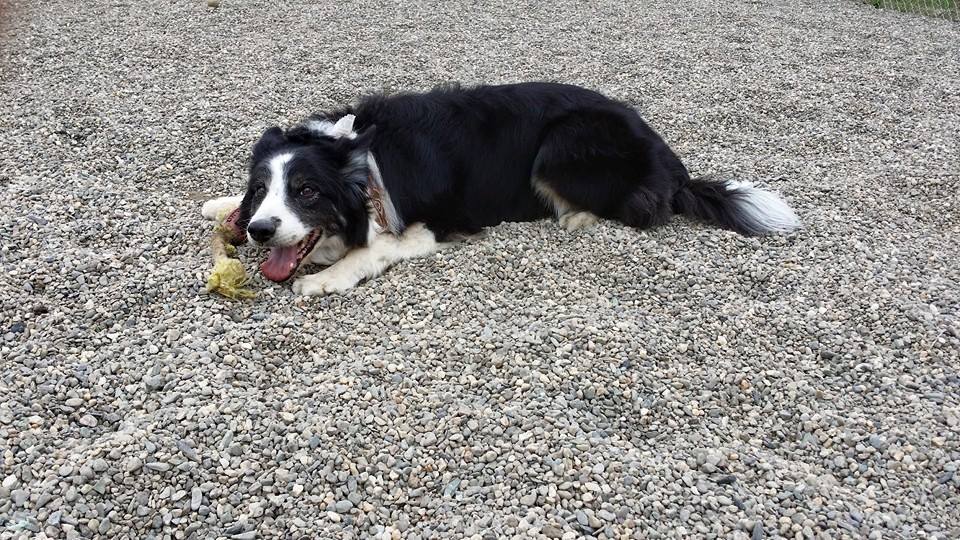 Overnight Dog Boarding Lyndonville Vermont Kingdom Canine Center VT