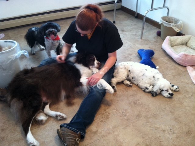View of Dog & Cat Grooming Lyndonville Vermont | Kindgom Canine Center VT
