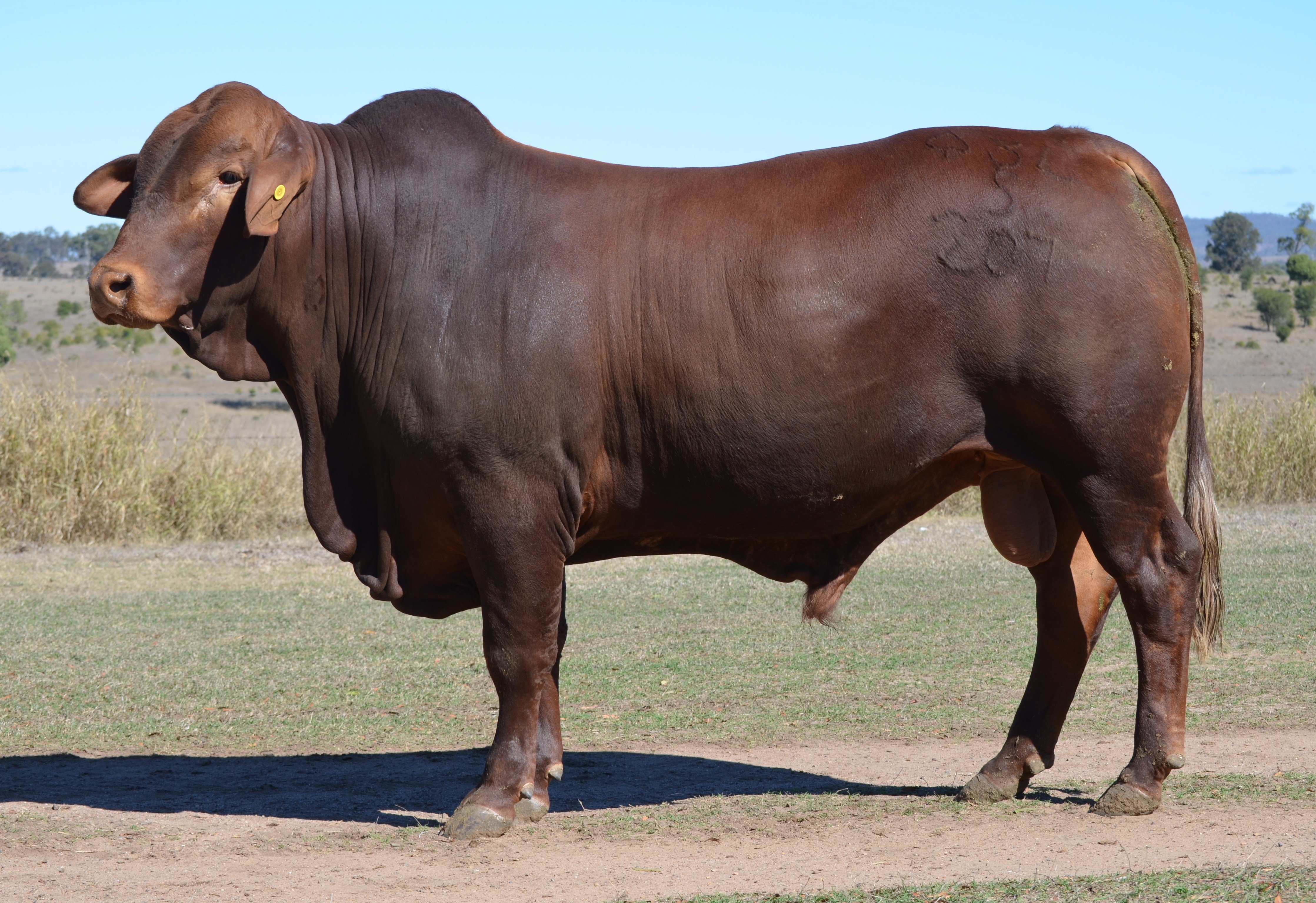 Redline Brangus Eidsvold, QLD Fitzroy Crossing Bull Sale 2015