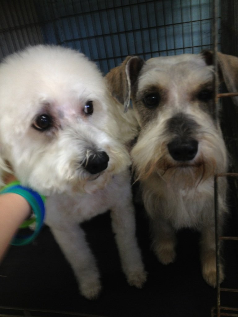 Grooming Gallery Warren, MI Fuzzy Friends Grooming