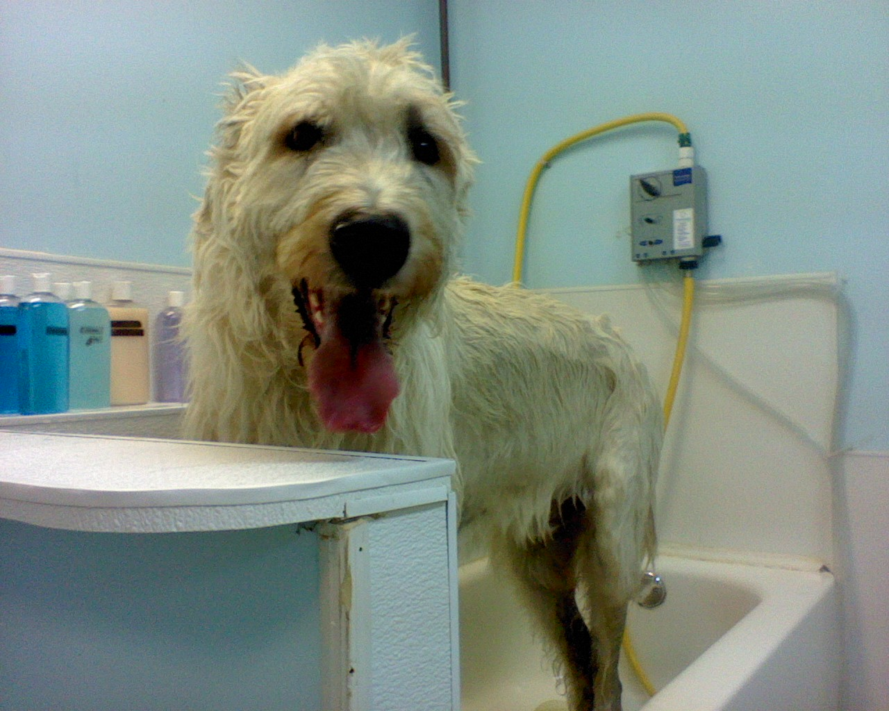 Irish Wolfhound — Warren, MI — Fuzzy Friends Grooming