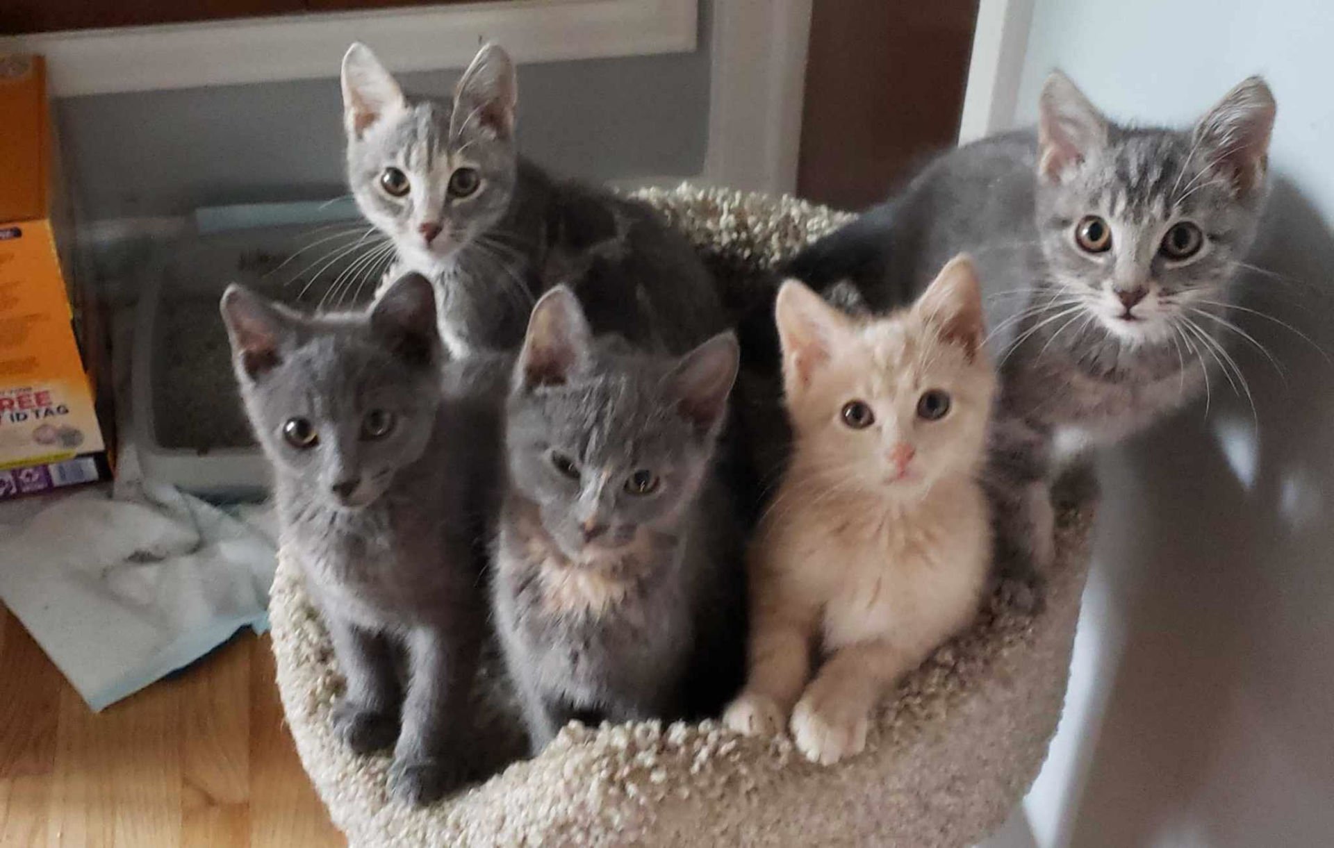 AnimaLovers Albany, NY Cat Adoption and Rescue