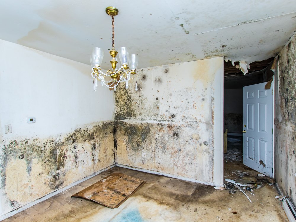 Dealing With Mold Growth After Water Damage In Kansas City Treating Mold Damage With Care