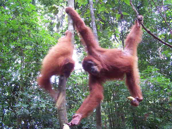 Indonesien Sumatra Java Bali Lombok Rundreise - MAYA-TRAVELS