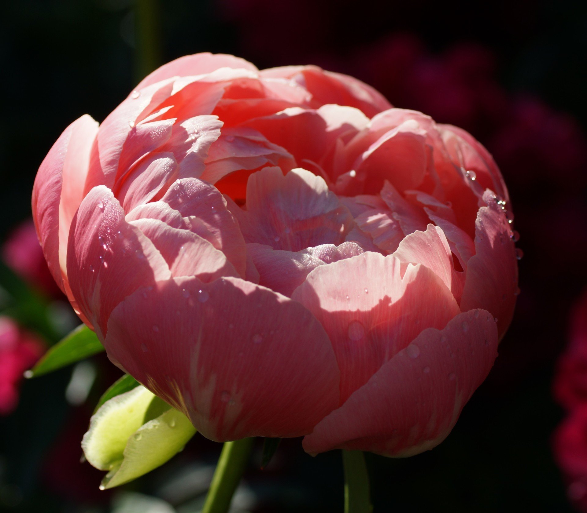 Buy Wholesale Flower Bulbs in Canada Peonies Online Shop