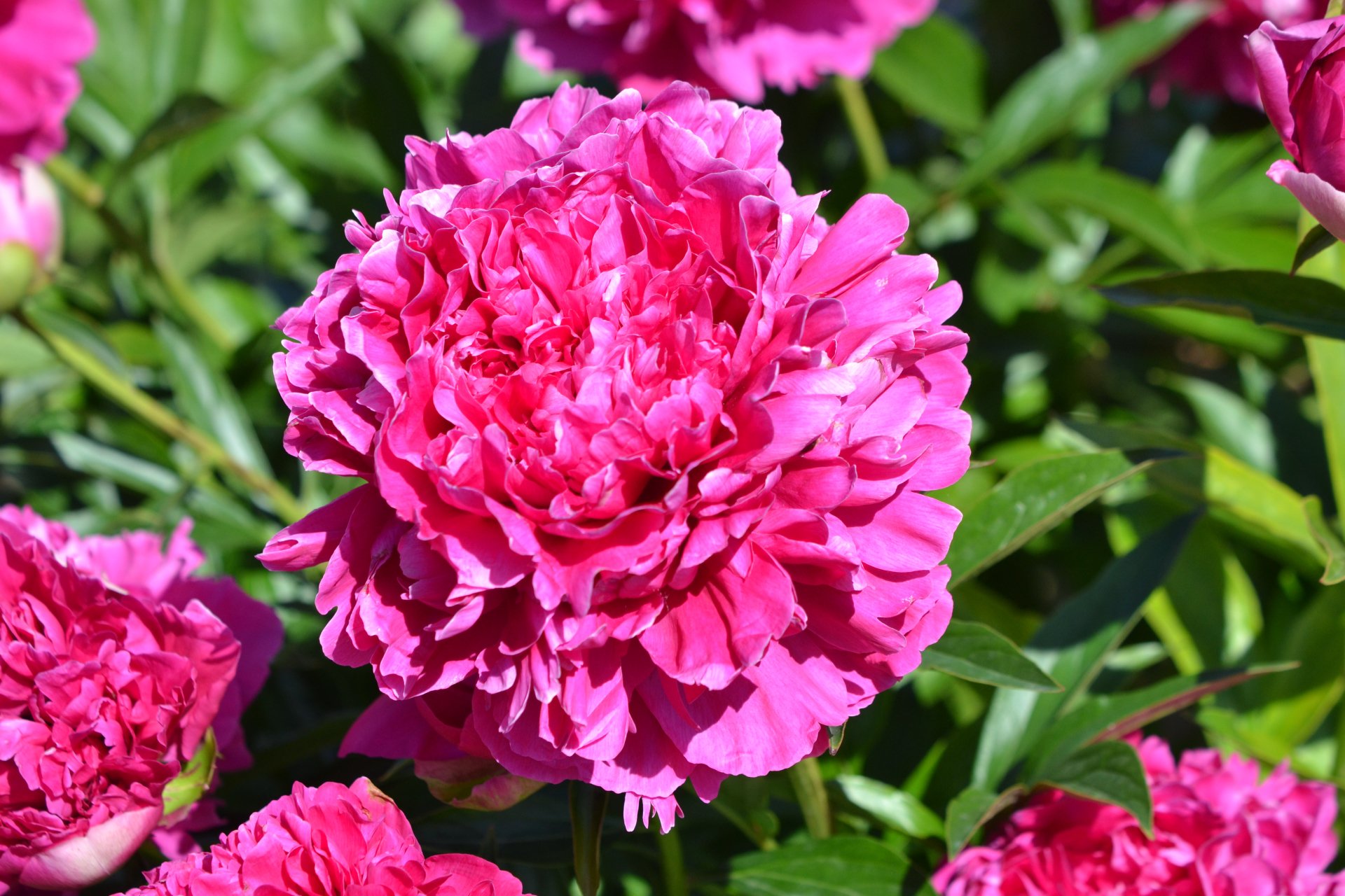 Buy Wholesale Flower Bulbs in Canada Peonies Online Shop