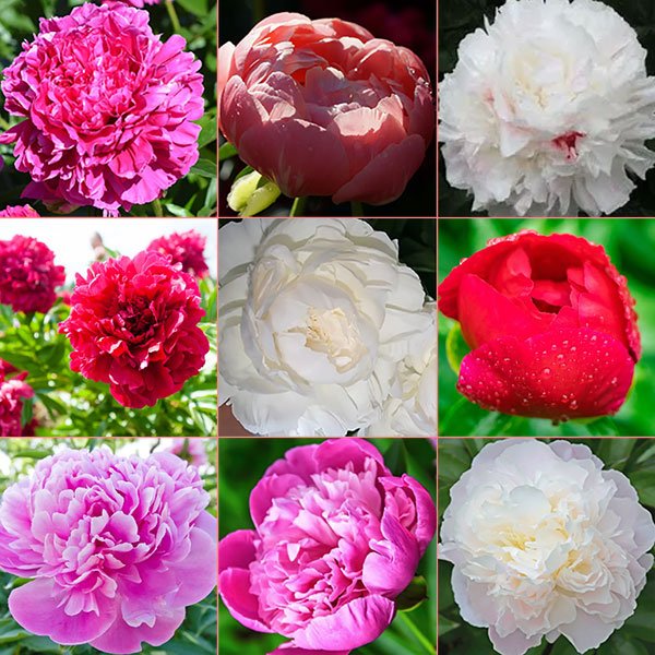 Buy Wholesale Flower Bulbs in Canada Peonies Online Shop