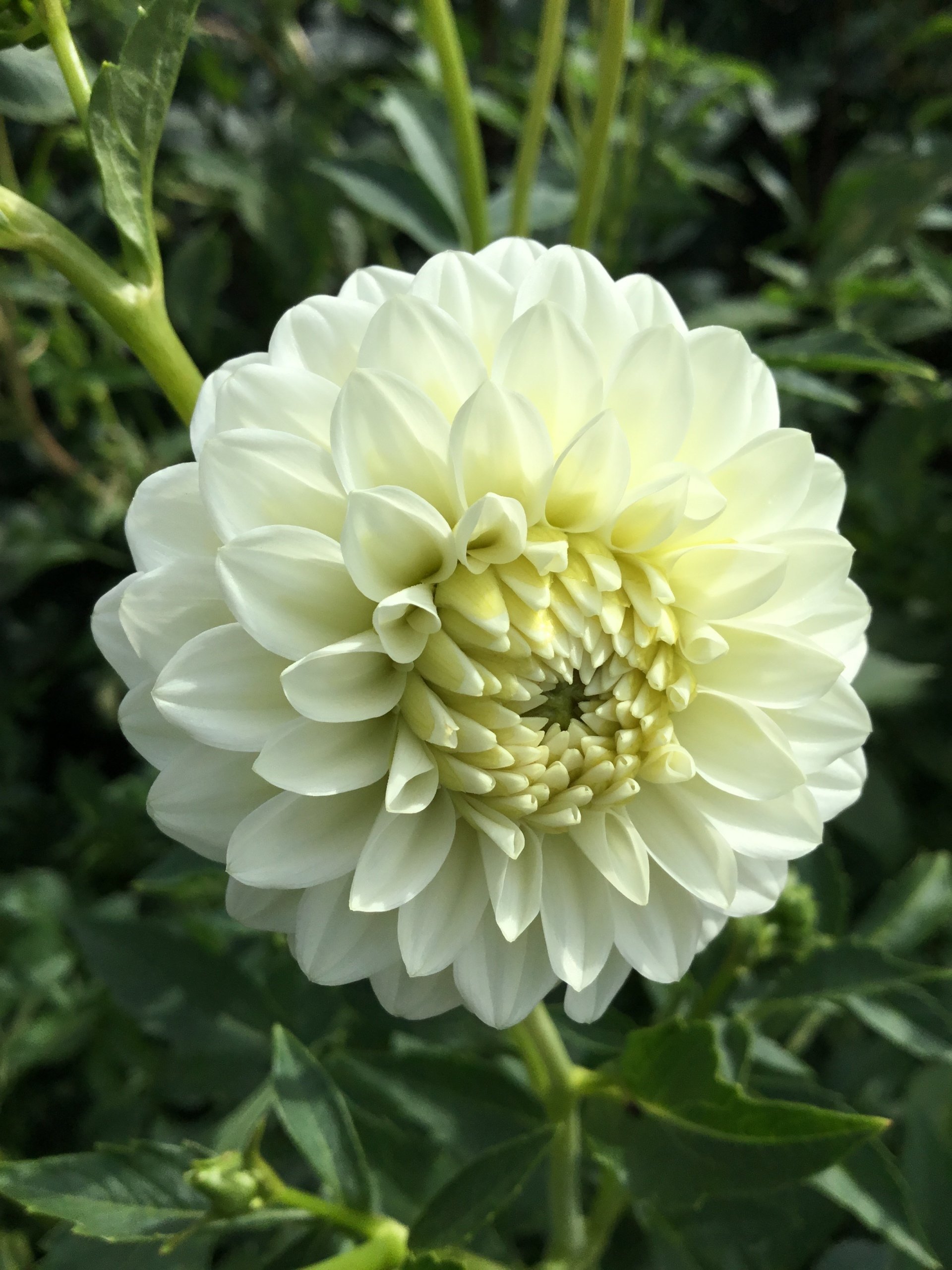 Buy Wholesale Flower Bulbs in Canada Dahlia Tubers Online Shop